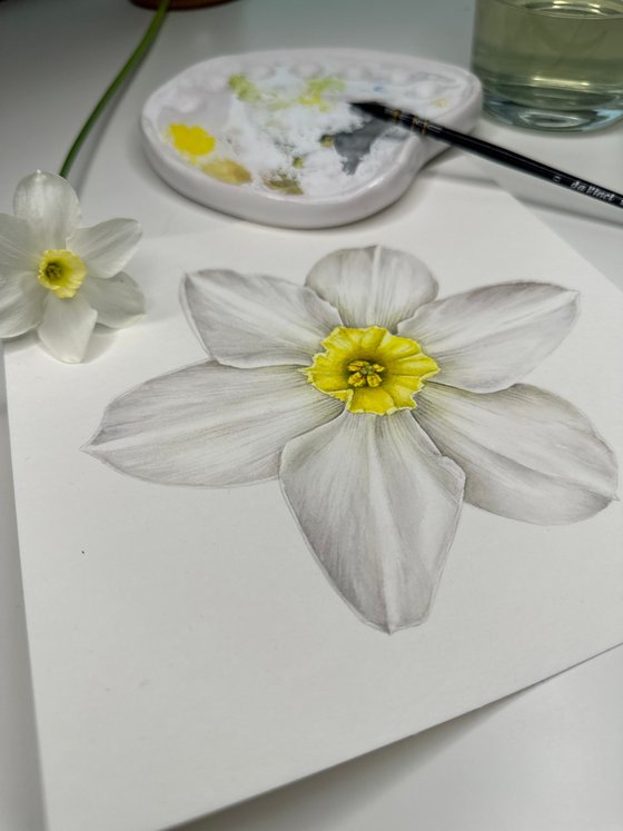 White flower Narcissus biflorus Watercolor