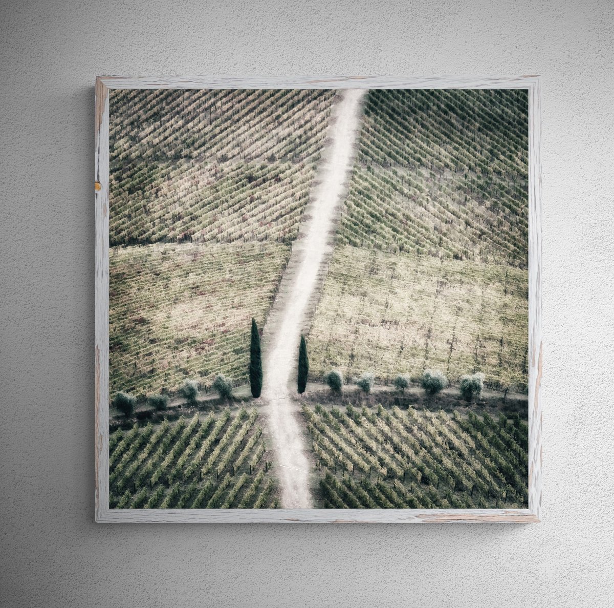 Impressionistic Landscape Photograph By Karim Carella, 31 X 31", Geometric Vineyards (Studio 2), Original Artwork