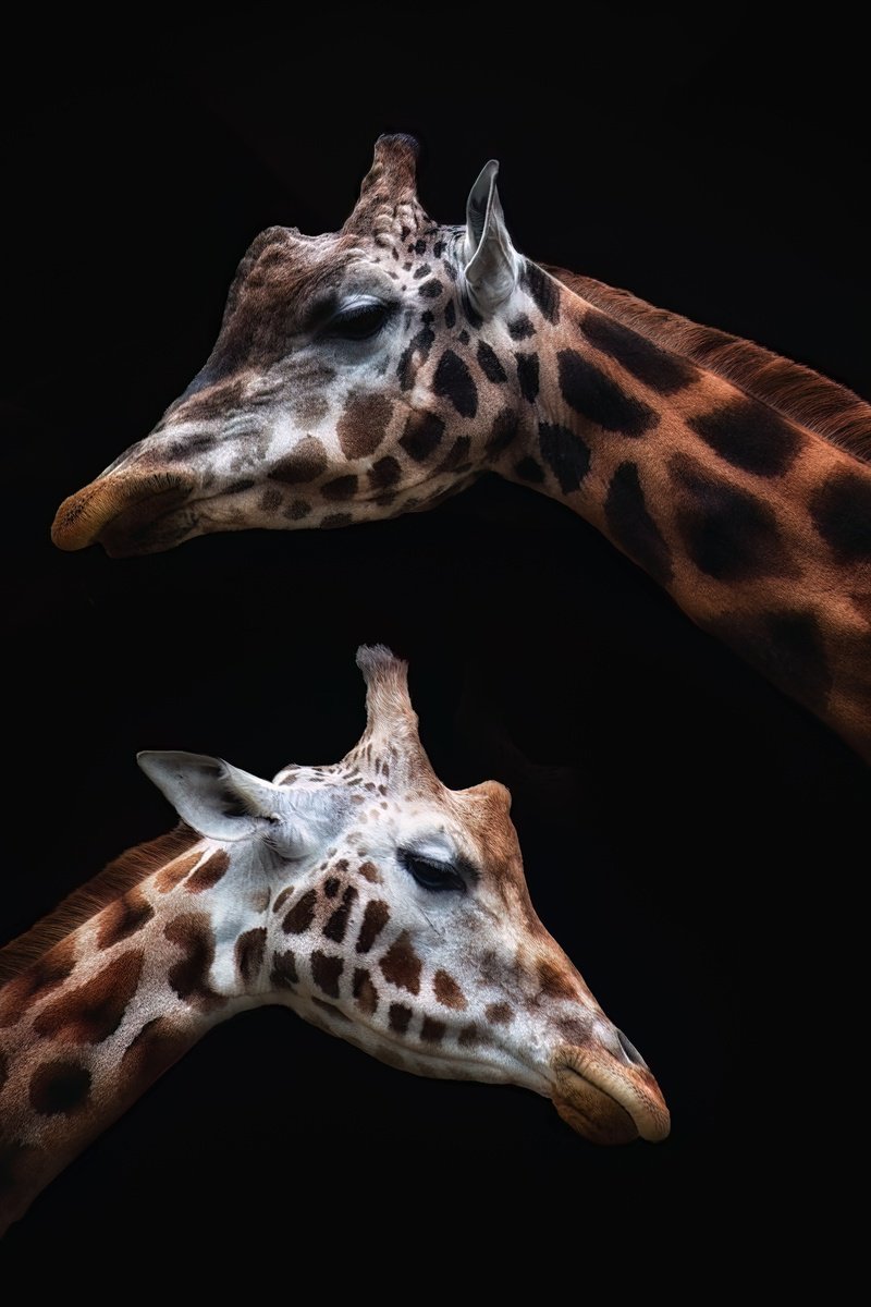 Animal Photograph By Paul Nash, 16 X 24", Two Giraffes, Original Artwork