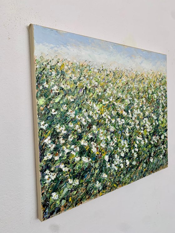 Field of white daisies