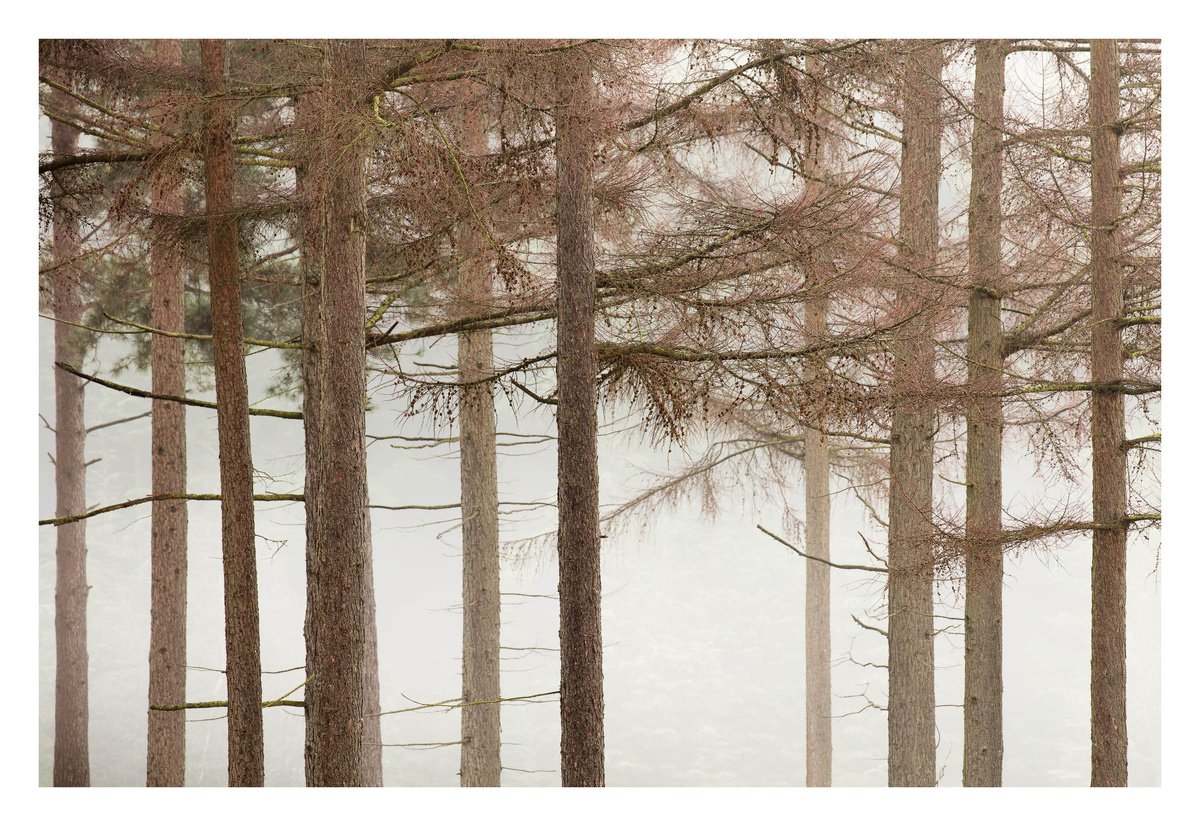 December Forest III by David Baker