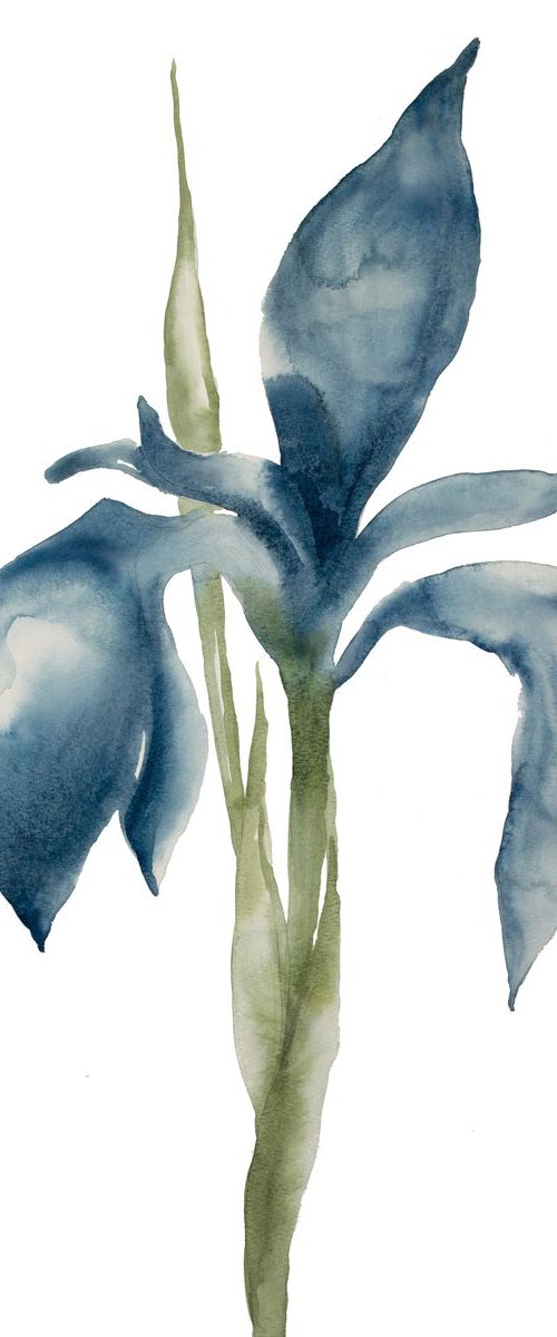 Iris No. 53 by Elizabeth Becker