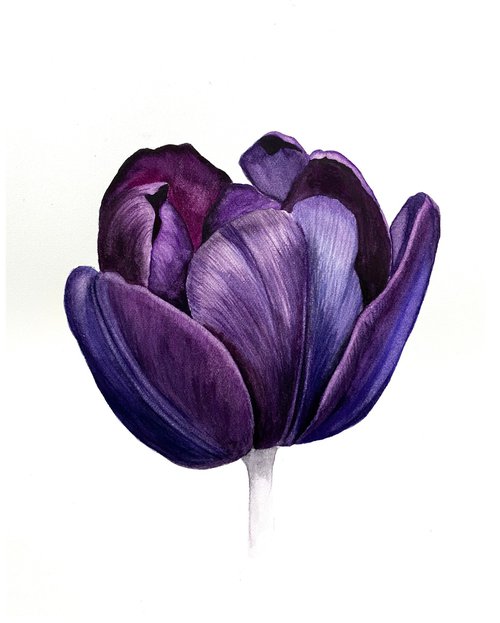 Violet tulip by Tina Shyfruk