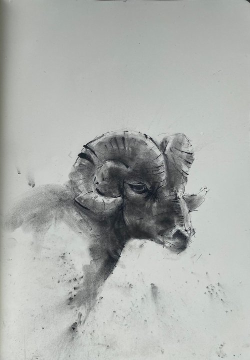 A young swaledale ram…. by Paul Mitchell