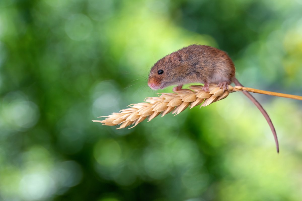 Animal Photograph By Paul Nash, 24 X 16", Harvest Mouse On Corn, Original Artwork