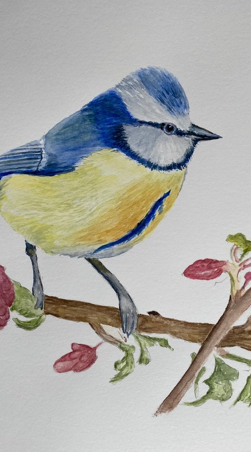 Blue tit by Maxine Taylor