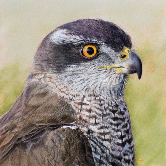 Original pastel drawing "Northern goshawk"