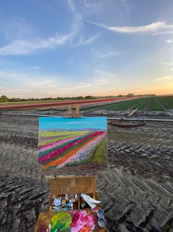 Dutch tulip season
