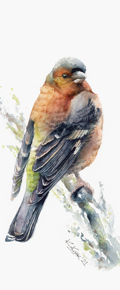 Common chaffinch in watercolor by Karolina Kijak