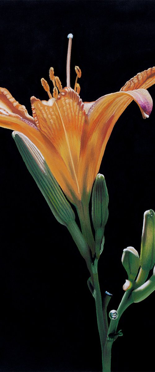Yellow Lilly by Dietrich Moravec