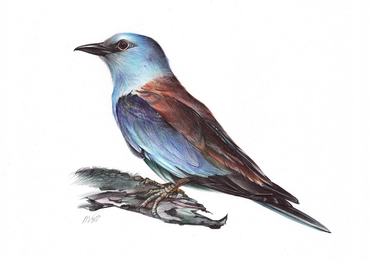 European Roller (Realistic Ballpoint Pen Drawing) by Daria Maier