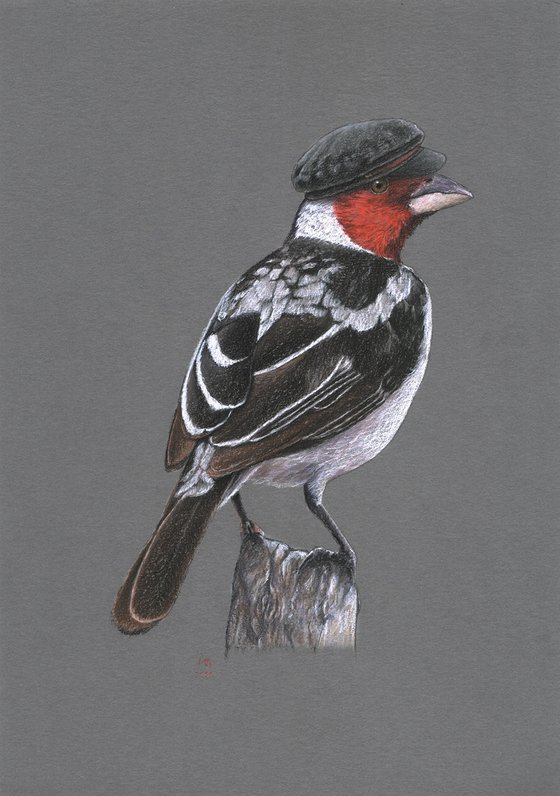 Original pastel drawing bird "Red-cowled cardinal"