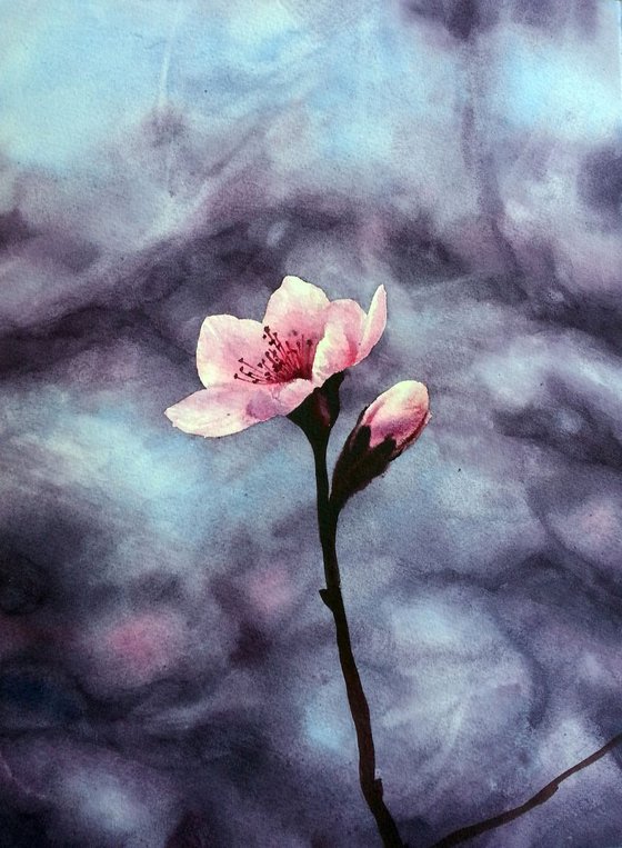 Almond Flowers - almond blossom