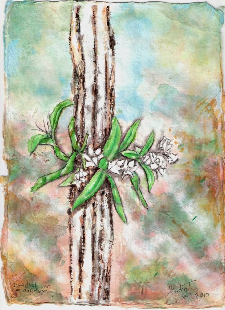 Dendrobium eriaeflorum by Gordon Tardio