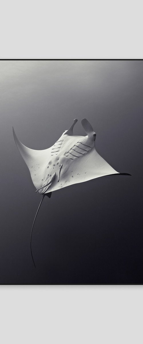 Manta Ray by 27MM