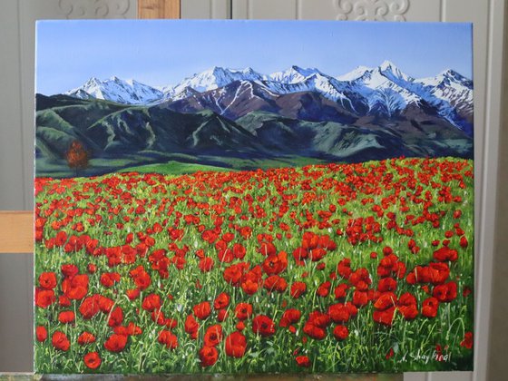 Mountain Poppies