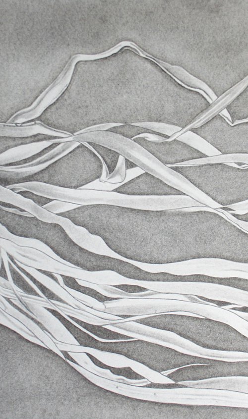 Dracaena draco - Plant Illustration by Laura Stötefeld