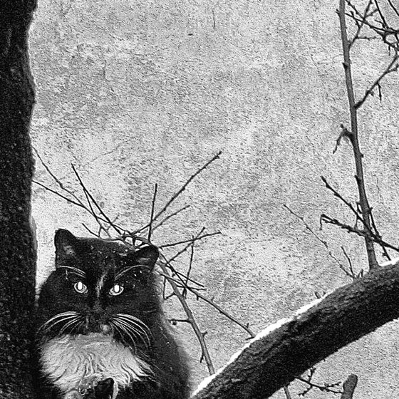 Wintering cats