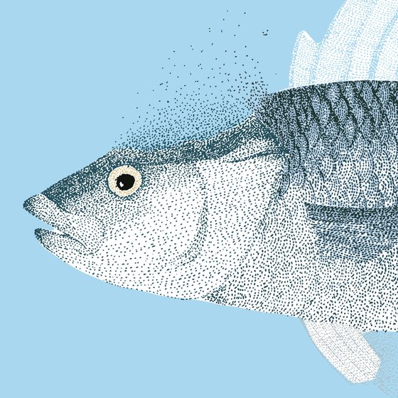 Fish - Illustration