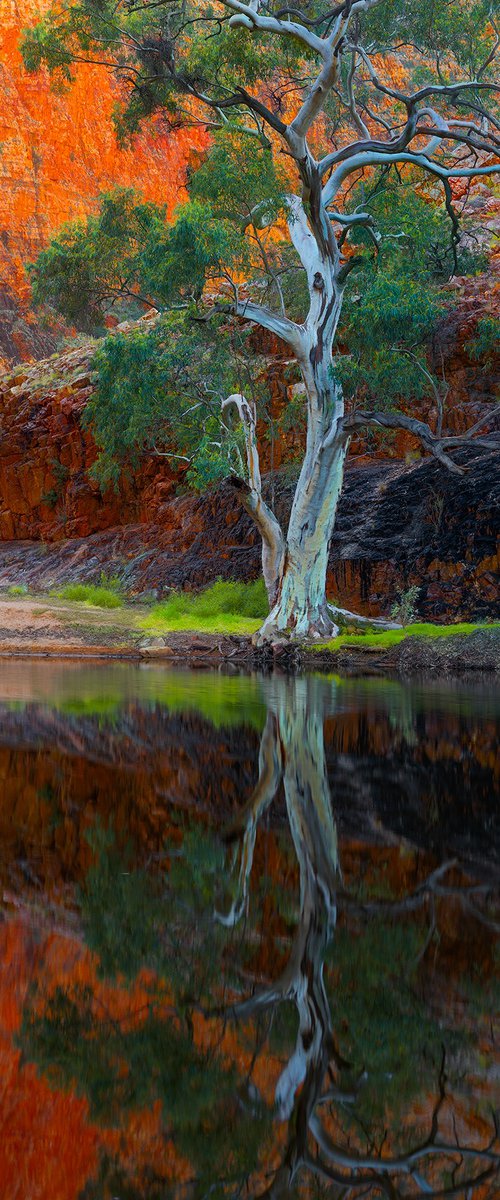 Kwartatuma Rivergum by Nick Psomiadis