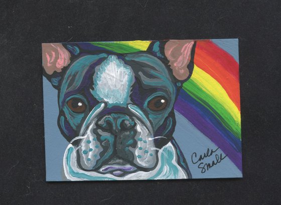 Rainbow Boston Terrier