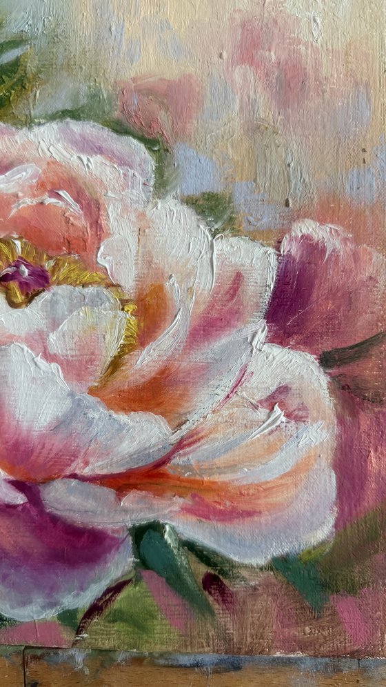 Blush Peony in Bloom