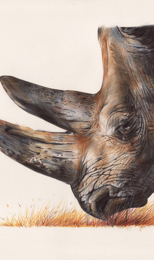 White Rhinoceros - Animal Portrait by Daria Maier