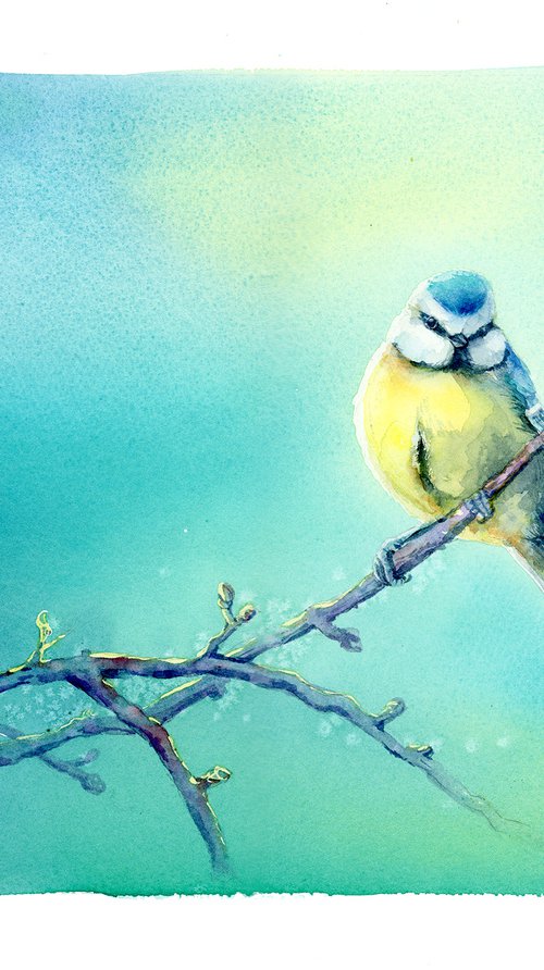 Blue tit, chickadee spring bird by Karolina Kijak