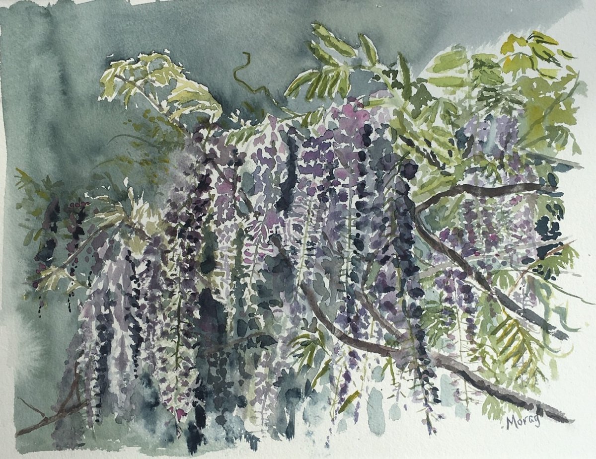 Impressionistic Botanical Watercolour By Morag Paul, 18 X 13", Wisteria, Original Artwork