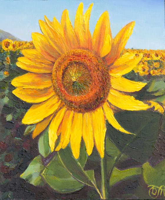 Sunlit sunflower