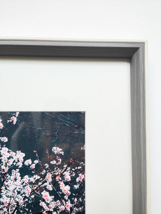 (FRAMED) Sakura Season II