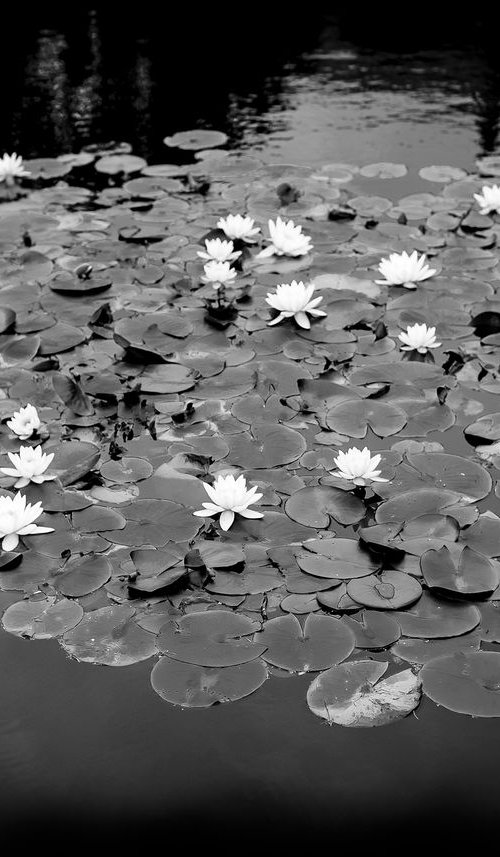 Lilly Pond  - Bodnant Gardens by Stephen Hodgetts Photography