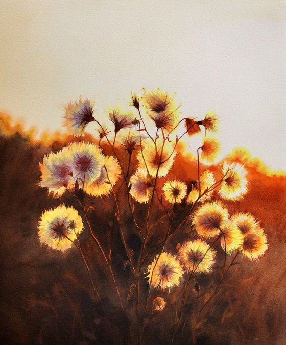 Fluffy Thistle - Watercolor - Cirsium arvense - Cursed thistle - Sunshine Through Fluffy Thistles