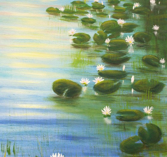Water lily pond
