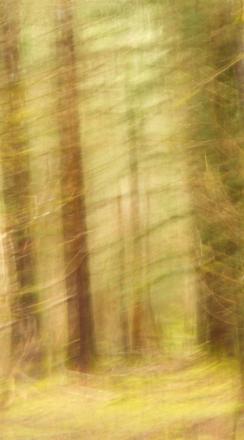 Au fond des bois.... by Philippe berthier