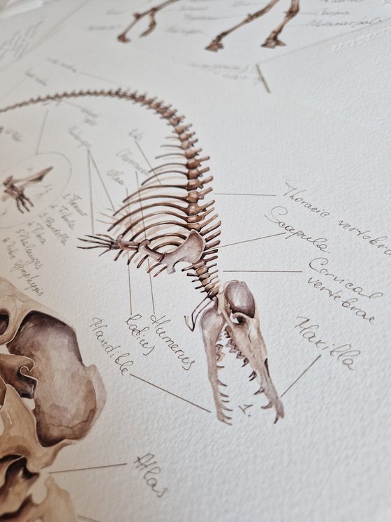 Platyosphys paulsoni, Basilosaurus from Ukraine