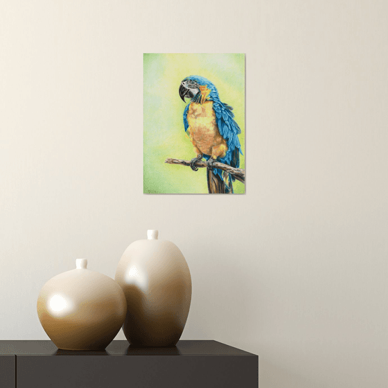 Yellow Parrot/Bird Series