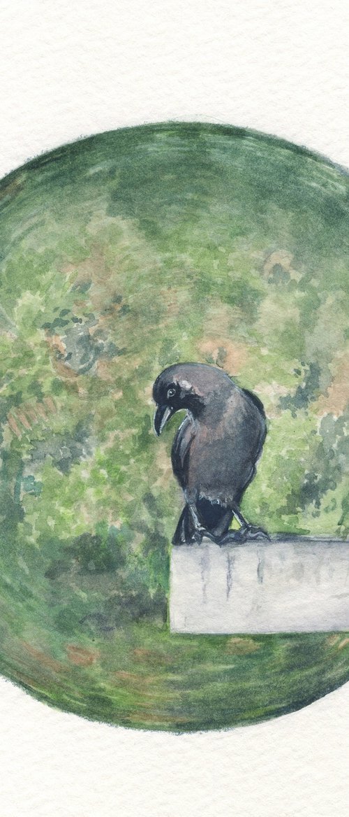 Indian Crow by Shweta  Mahajan