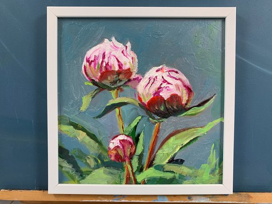 Peony. Flowers.