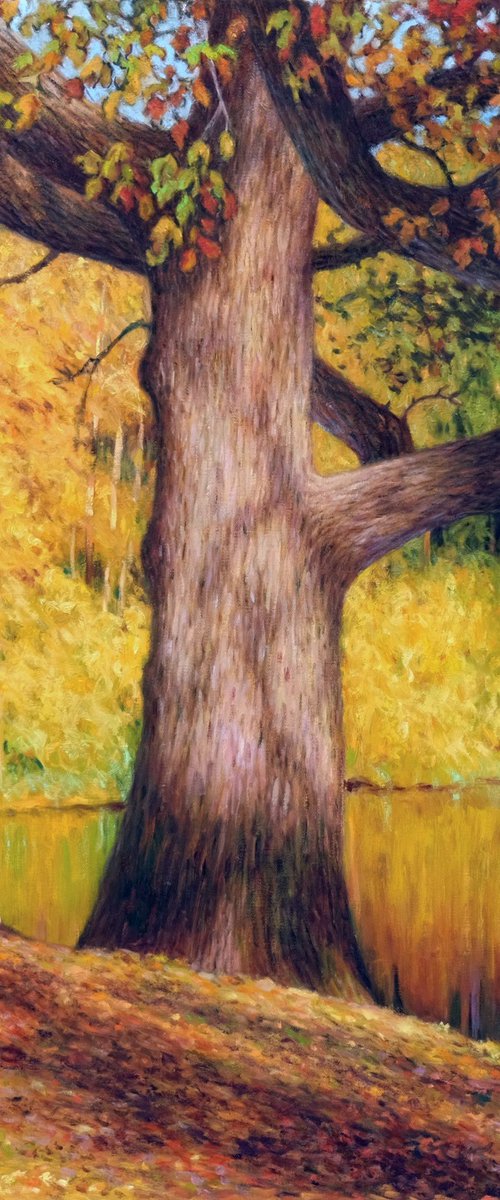 Forest at Baerensee 3.-Old oak by Richard Mierniczak