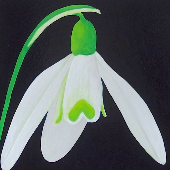 Snowdrop