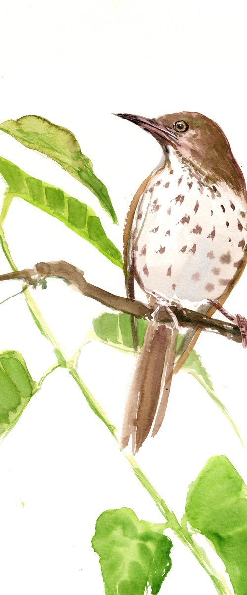 Brown Thrasher by Suren Nersisyan