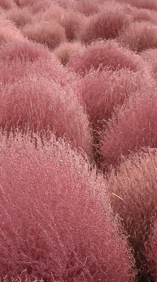 RED TUFTS by Fabio Accorrà