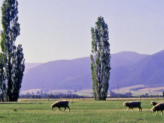 Grazing the Canterbury Plain