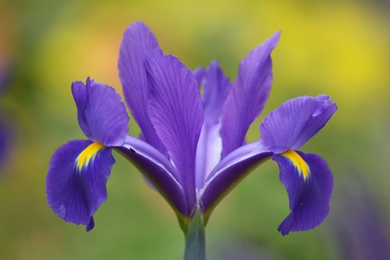 Iris dreams