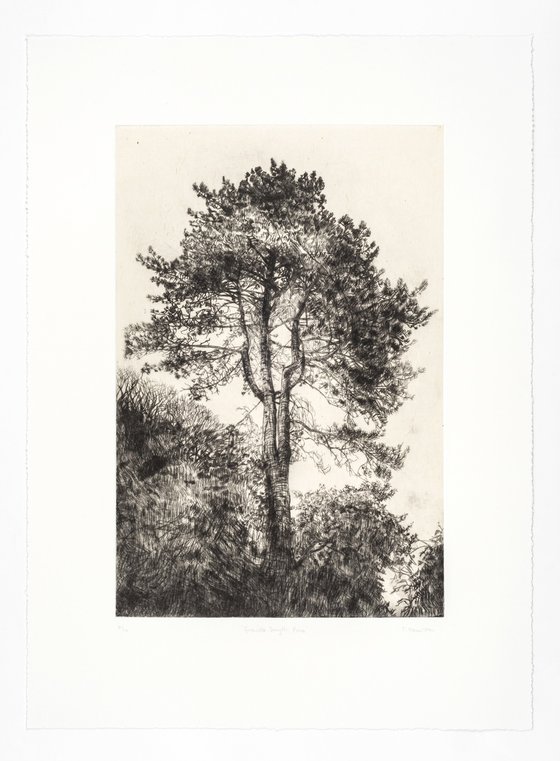Greville Smyth Pine