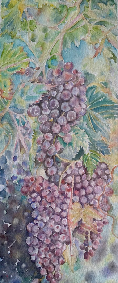 Italian red grapes by Samantha Adams