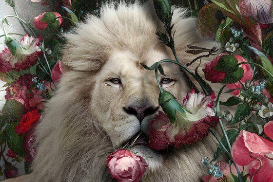 Lion And The Rose
