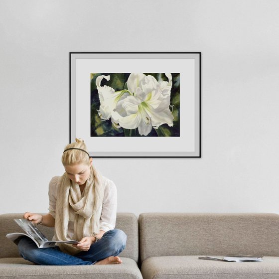 Winter bloom (White amaryllis)