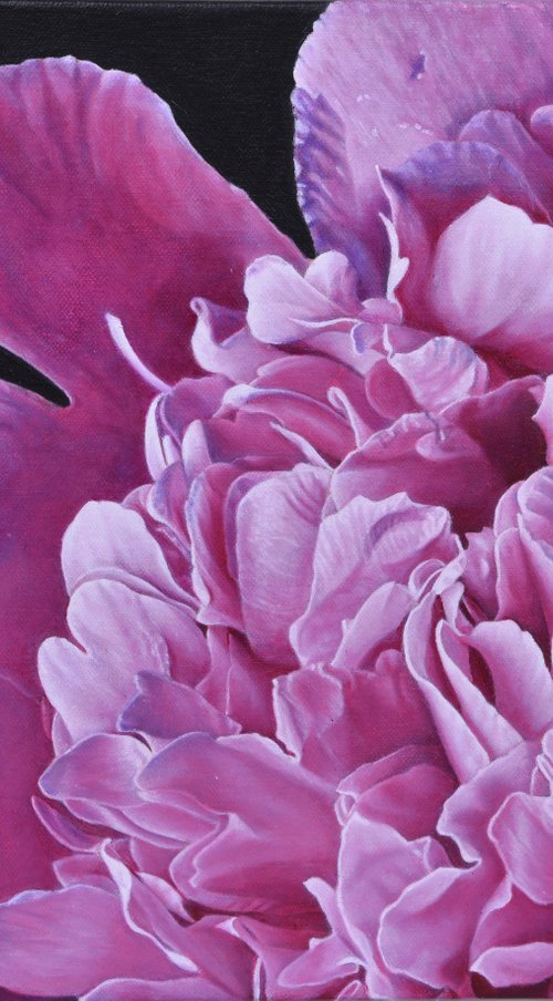 Closeup pink peony by Sripriya Mozumdar